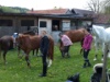 2008 Buetschwil P5030823 1