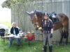 2008 Buetschwil P5030790 1